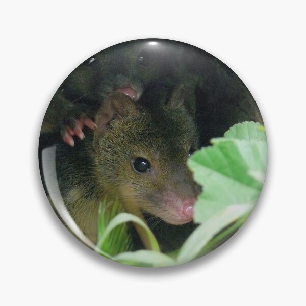 Artikelvorschau, Spotted Quoll entworfen und verkauft von elsha.