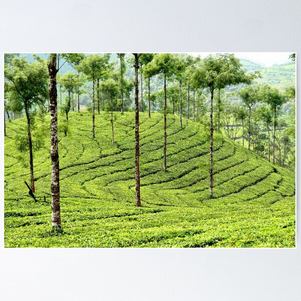 Item preview, Vast Tea Plantations in the Hills of Kerala designed and sold by franck380.