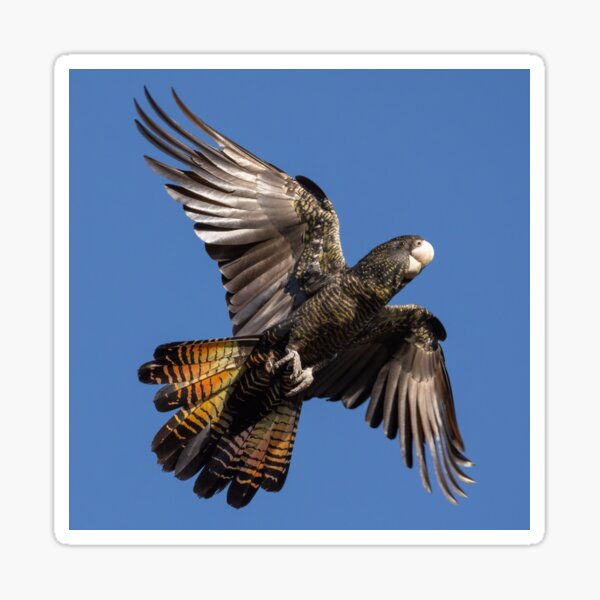 Red tail flash Sticker