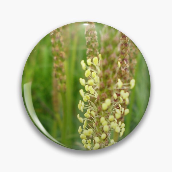 Item preview, Plantain Wildflower On Mull Head, Orkney designed and sold by lezvee.