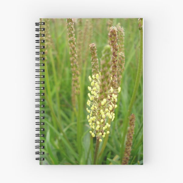 Item preview, Plantain Wildflower On Mull Head, Orkney designed and sold by lezvee.