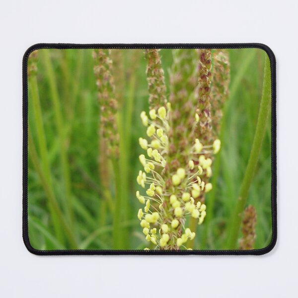 Item preview, Plantain Wildflower On Mull Head, Orkney designed and sold by lezvee.