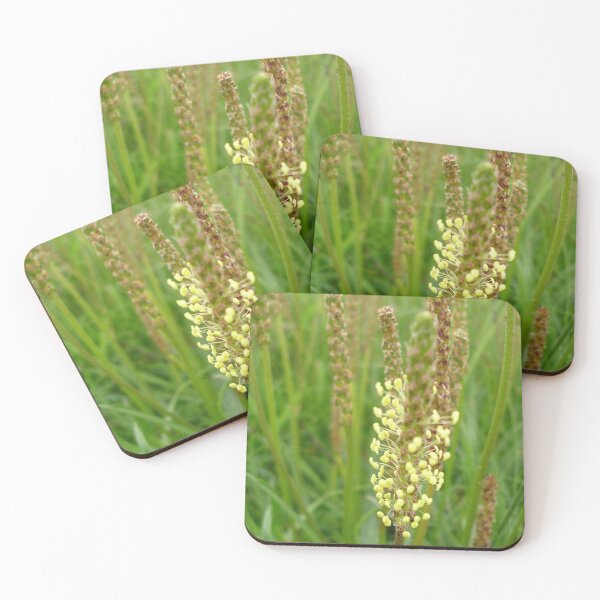 Item preview, Plantain Wildflower On Mull Head, Orkney designed and sold by lezvee.