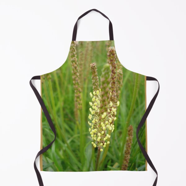 Item preview, Plantain Wildflower On Mull Head, Orkney designed and sold by lezvee.