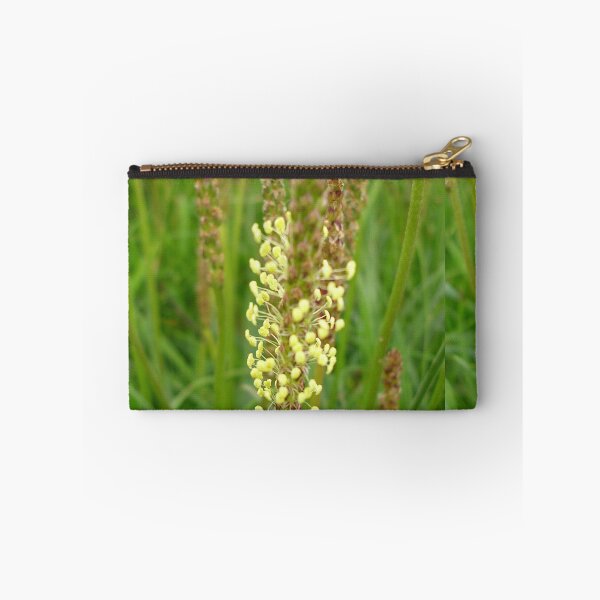 Item preview, Plantain Wildflower On Mull Head, Orkney designed and sold by lezvee.