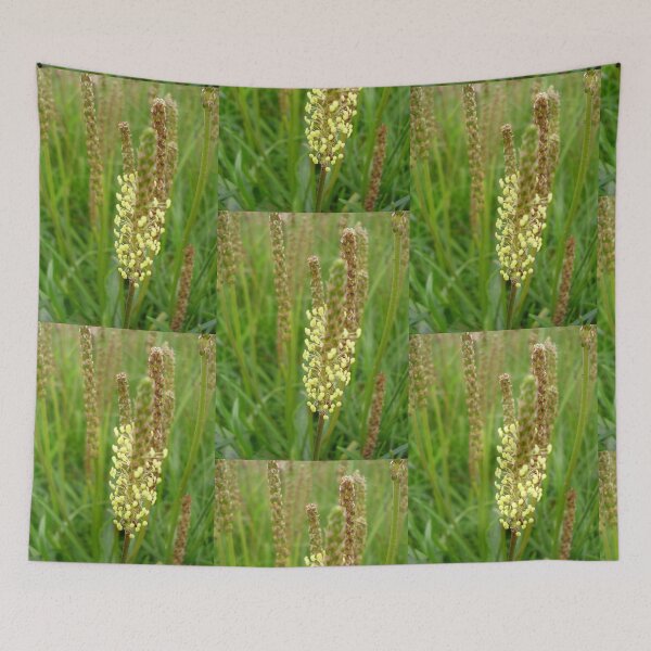 Item preview, Plantain Wildflower On Mull Head, Orkney designed and sold by lezvee.