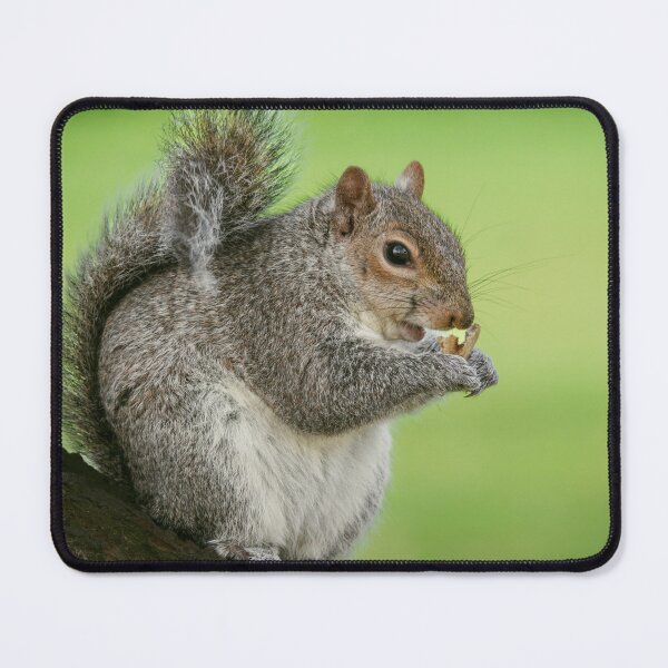 Item preview, Squirrel designed and sold by Hike-and-Click.