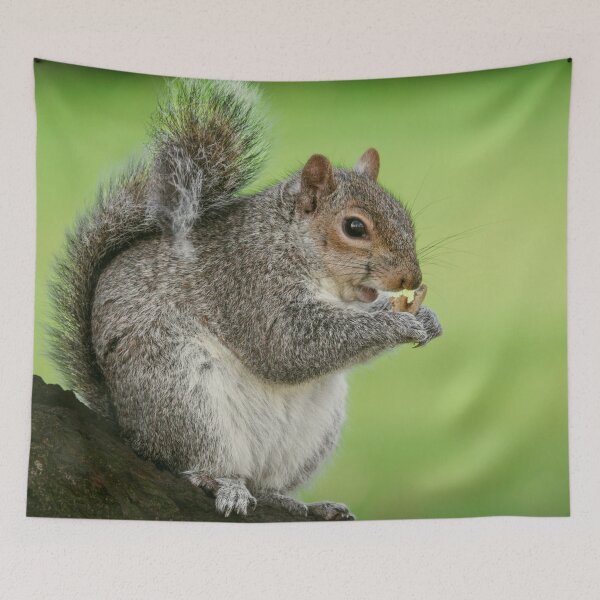 Item preview, Squirrel designed and sold by Hike-and-Click.