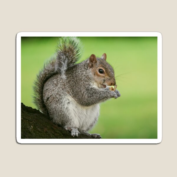 Squirrel Magnet