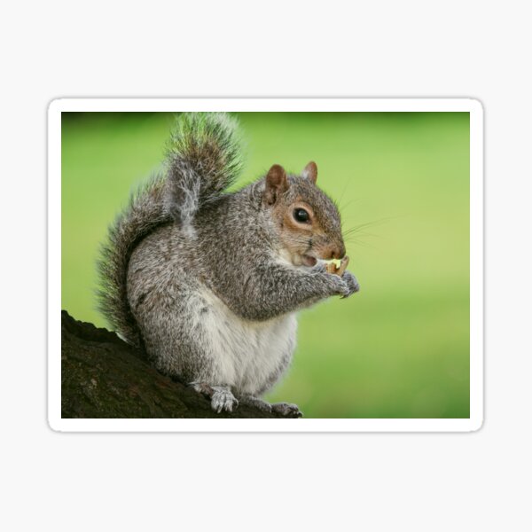 Squirrel Sticker