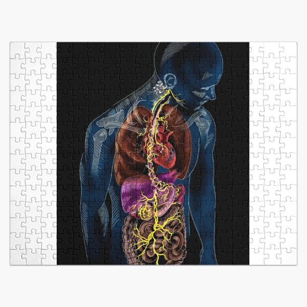 Simple Human Stomach Diagram - Vintage Anatomy Poster Jigsaw Puzzle by  Vintage Anatomy Prints - Pixels Puzzles