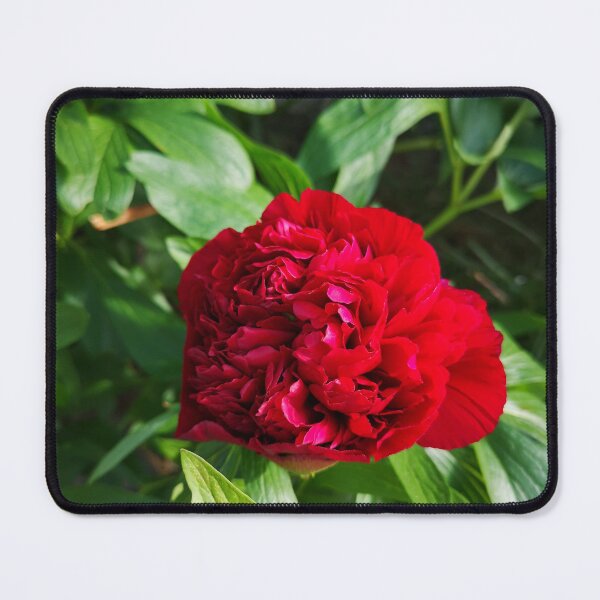 Item preview, Ruby Red Peony designed and sold by ThistlesCards.