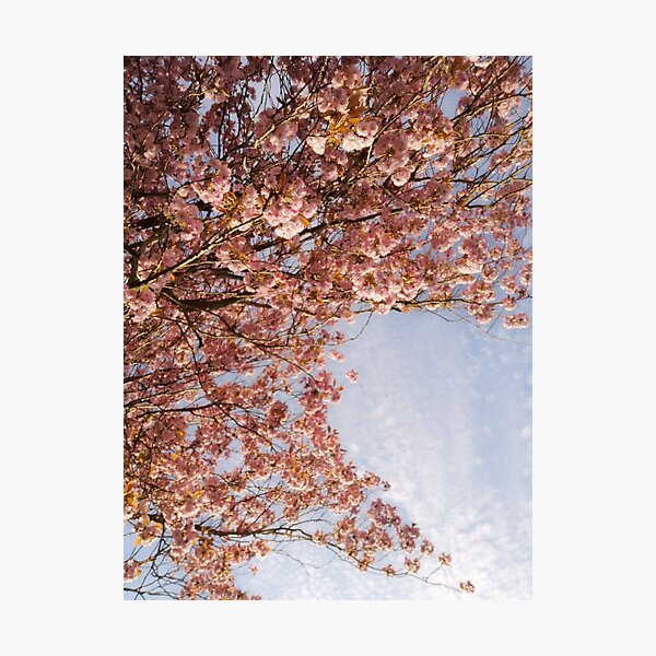 Item preview, Pink Cherry Blossom designed and sold by ThistlesCards.
