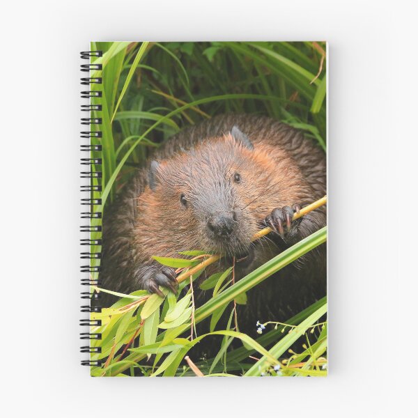 Item preview, Beaver Munching, Lost Lagoon, Stanley Park BC designed and sold by THurdCreations.