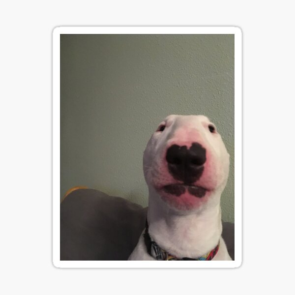 Item preview, Walter the dog meme Bull Terrier Nelson designed and sold by komedykrab.