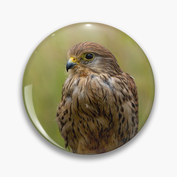Item preview, Common Kestrel, Gauntlet Birds of Prey designed and sold by EDHPhotography.