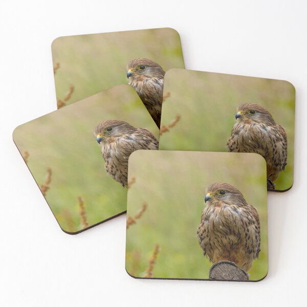 Item preview, Common Kestrel, Gauntlet Birds of Prey designed and sold by EDHPhotography.