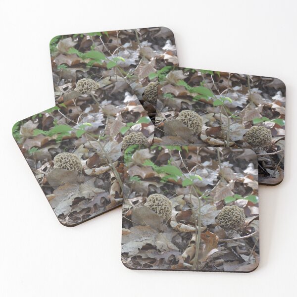 Item preview, Two Giant Gray Morel Mushrooms Growing in Leaf Litter designed and sold by Anthony Ryan Parrish.