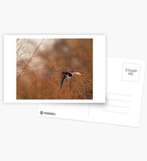 Wetlands Postcards
