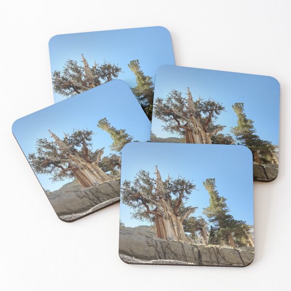 Item preview, Sierra Foxtail Pine - Mt. Whitney California designed and sold by Imthenats Photography and Art.