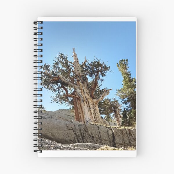 Item preview, Sierra Foxtail Pine - Mt. Whitney California designed and sold by Imthenats Photography and Art.