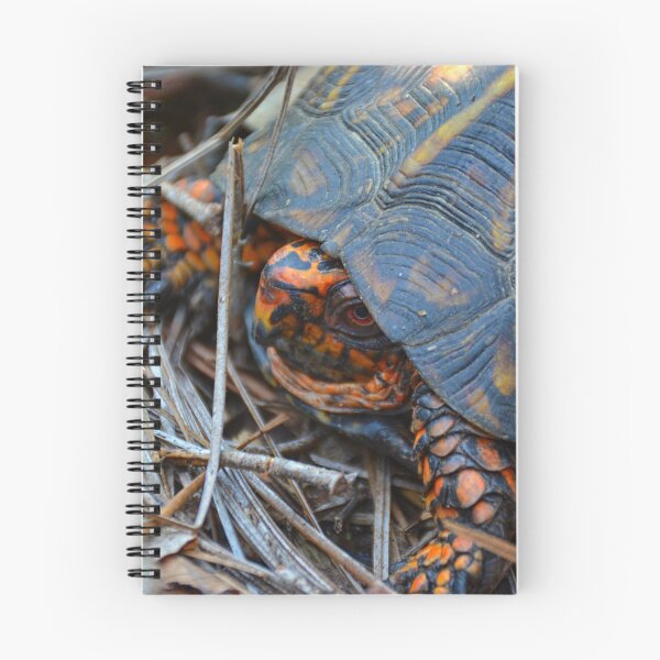 Item preview, Box Turtle designed and sold by LisaWootenPhoto.