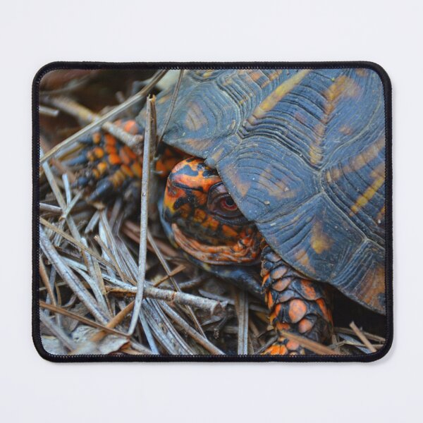 Item preview, Box Turtle designed and sold by LisaWootenPhoto.