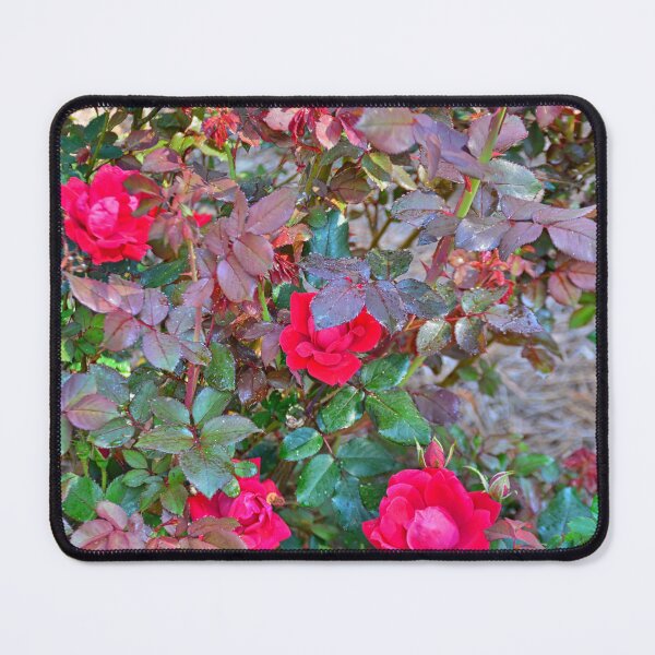 Item preview, Rose Bush designed and sold by LisaWootenPhoto.