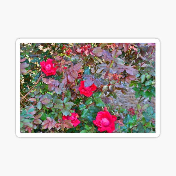Item preview, Rose Bush designed and sold by LisaWootenPhoto.