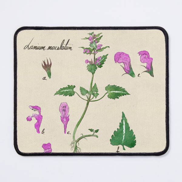 Item preview, Spotted Dead Nettle Botanical Flower Illustration designed and sold by Perunika305.
