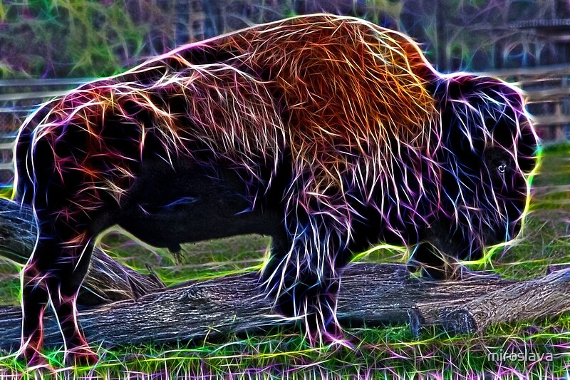 Fire Of A Bison By Miroslava Redbubble