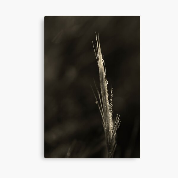 Dreamcatcher: Fiber Optics Canvas Print