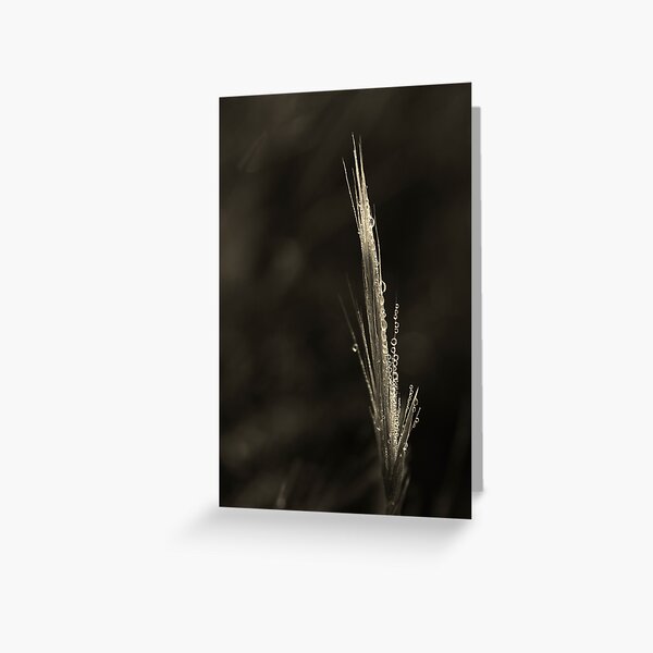 Dreamcatcher: Fiber Optics Greeting Card