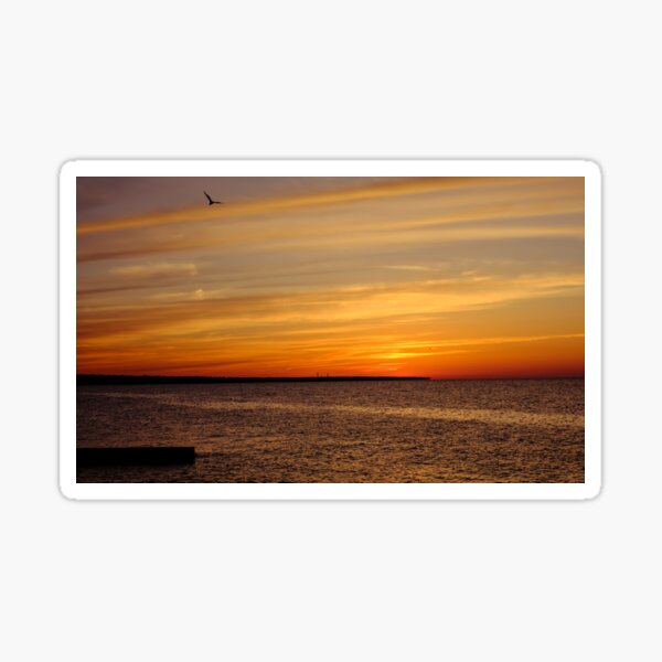A gull at sunset. Sticker