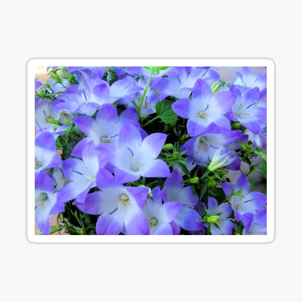 Aperçu de l'œuvre Photographie de campanules violettes et blanches de Campanula créée et vendue par ArtVixen.