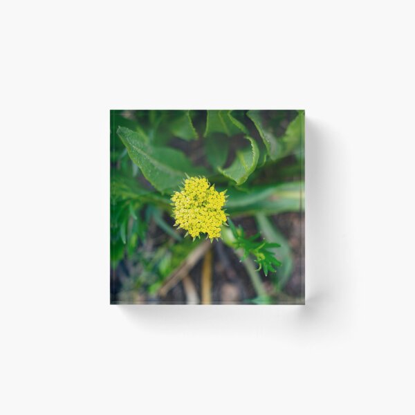 Item preview, Bright yellow flower designed and sold by Shizenkai.