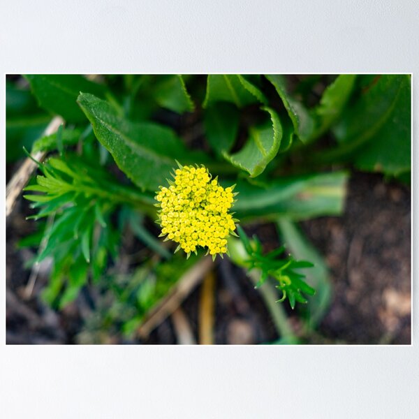 Item preview, Bright yellow flower designed and sold by Shizenkai.