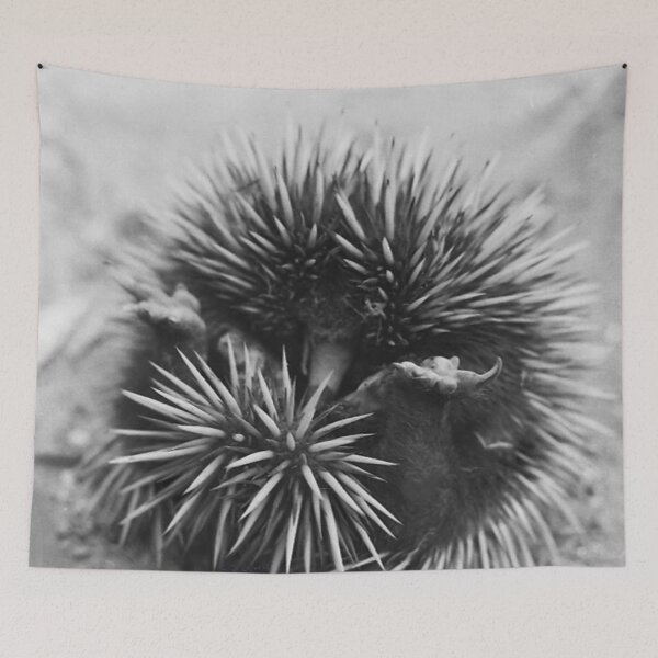 Item preview, Spiny Ant Eater designed and sold by C J Lewis.