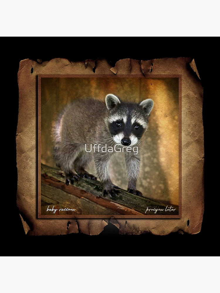 Thumbnail 3 of 3, Poster, Baby Racoon designed and sold by UffdaGreg.