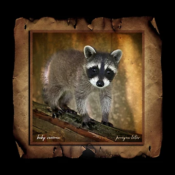 Artwork thumbnail, Baby Racoon by UffdaGreg