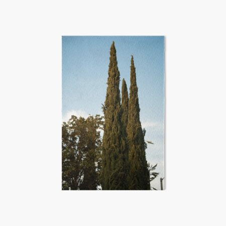 Item preview, Cypresses in Agoura (2023) designed and sold by LucythePhoenix.