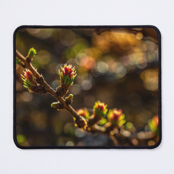 Item preview, Spring 4 designed and sold by Veikko Suikkanen.