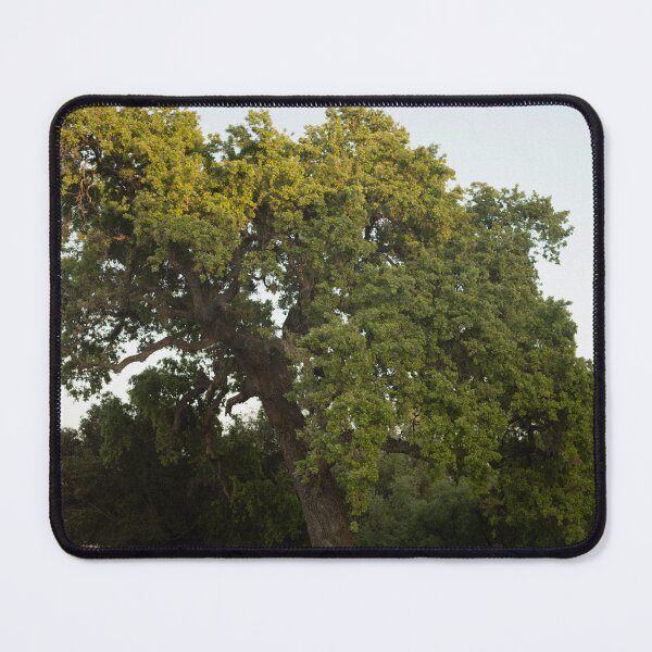 Item preview, The Wise Oak of Agoura (2023) designed and sold by LucythePhoenix.