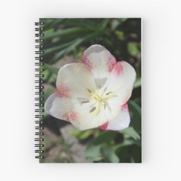 Item preview, White tulip with red marks designed and sold by RedRoseSkull.