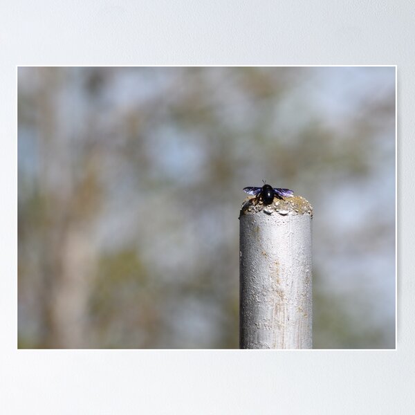 Item preview, Beetle with bluish-purple wings designed and sold by RedRoseSkull.