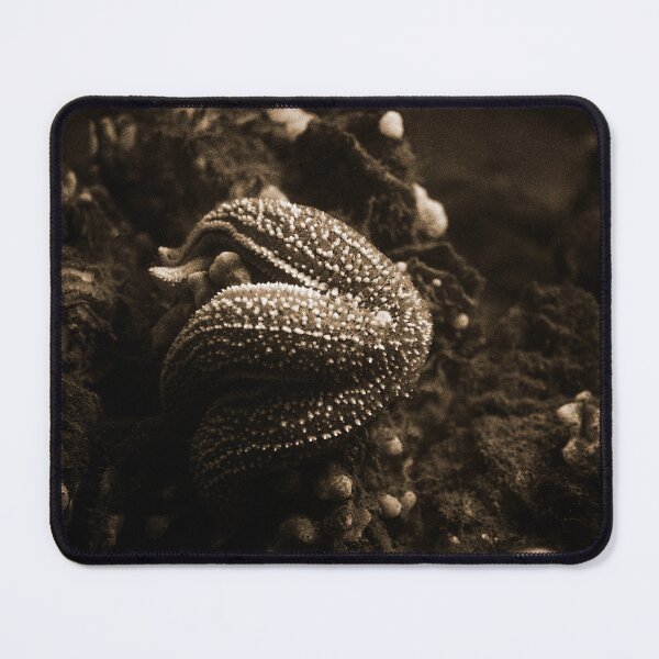 Item preview, starfish eating a mussel in sepia designed and sold by FotoMahieu.