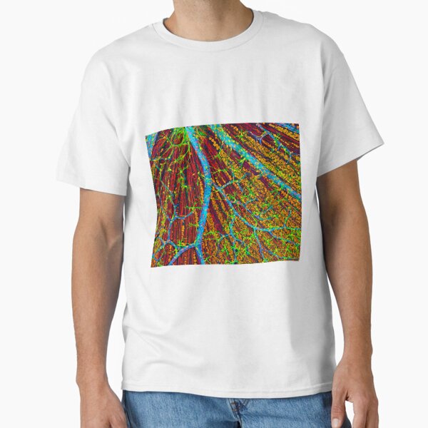 Item preview, Retina blood vessels and nerve cells (P424/0244) designed and sold by SciencePhoto.