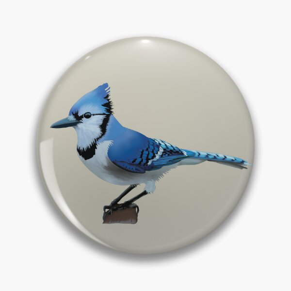 Pin on blue jay