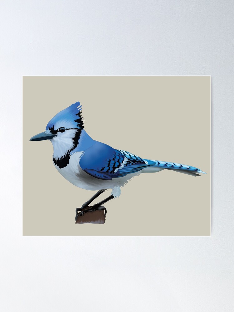 Blue Jay (Cyanocitta cristata) Dimensions & Drawings