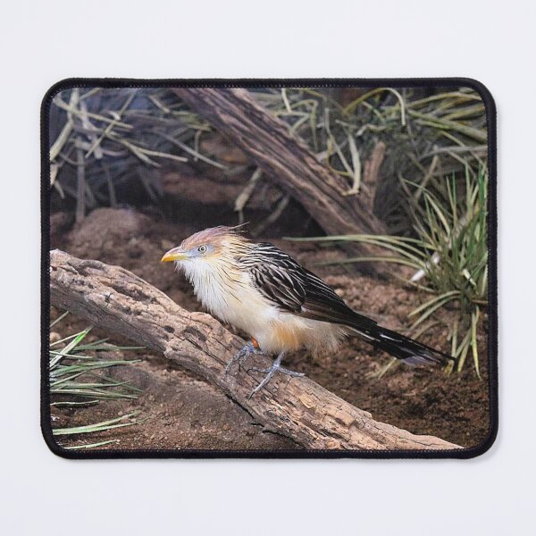 Item preview, Guira cuckoo designed and sold by DonnaM.